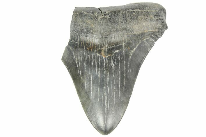 Partial, Fossil Megalodon Tooth - South Carolina #168337